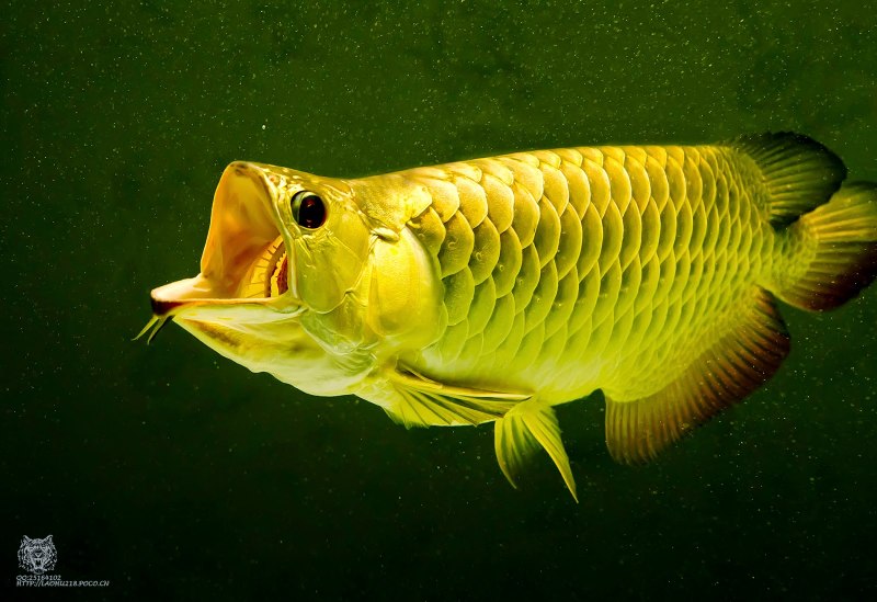 Арована фиолетово-красная