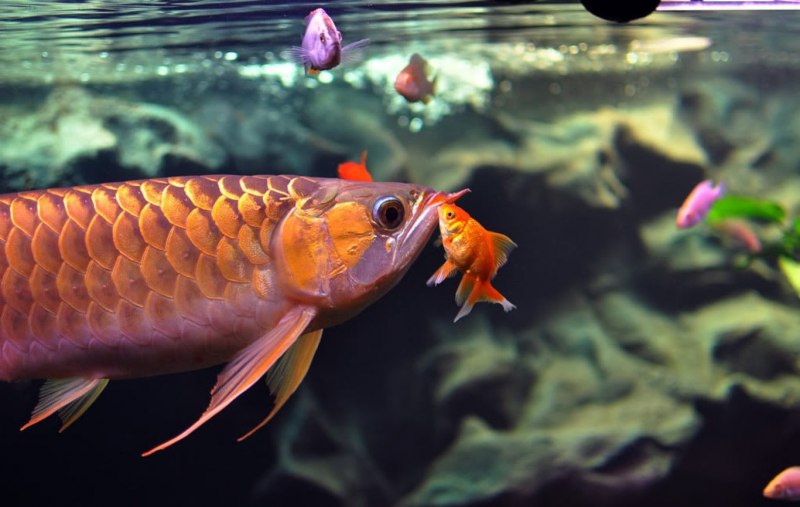 Osteoglossum bicirrhosum