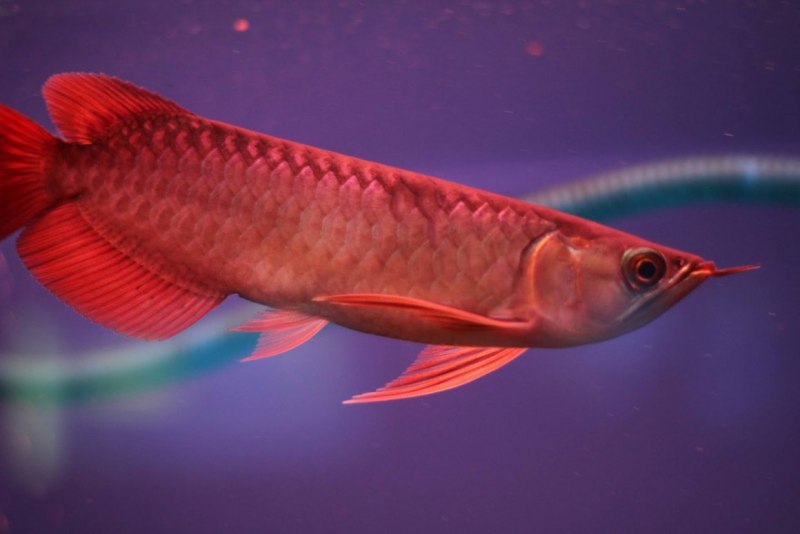 Красная азиатская Арована рыба