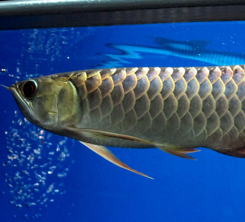 Фиолетовая Арована