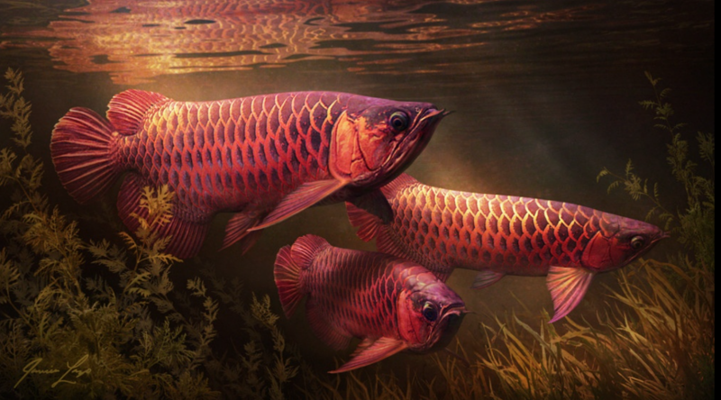 Красная азиатская Арована