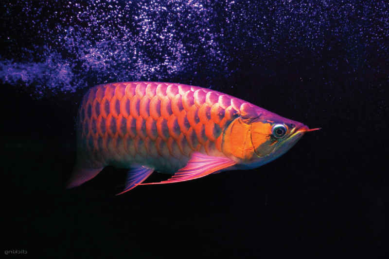 Арована картина