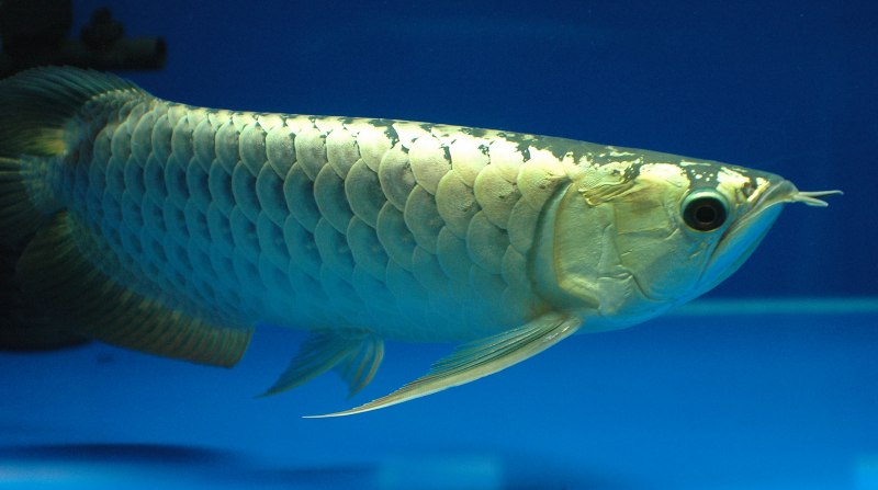 Азиатская Арована Индонезия