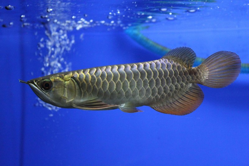 Красная Арована