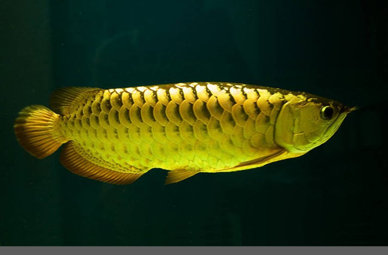 Арована Золотая краснохвостая