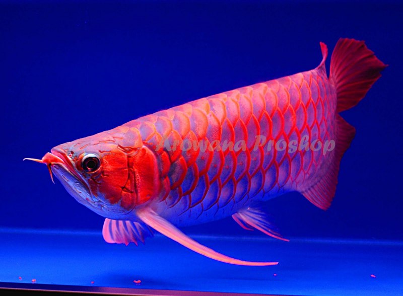 Самец и самка арованы