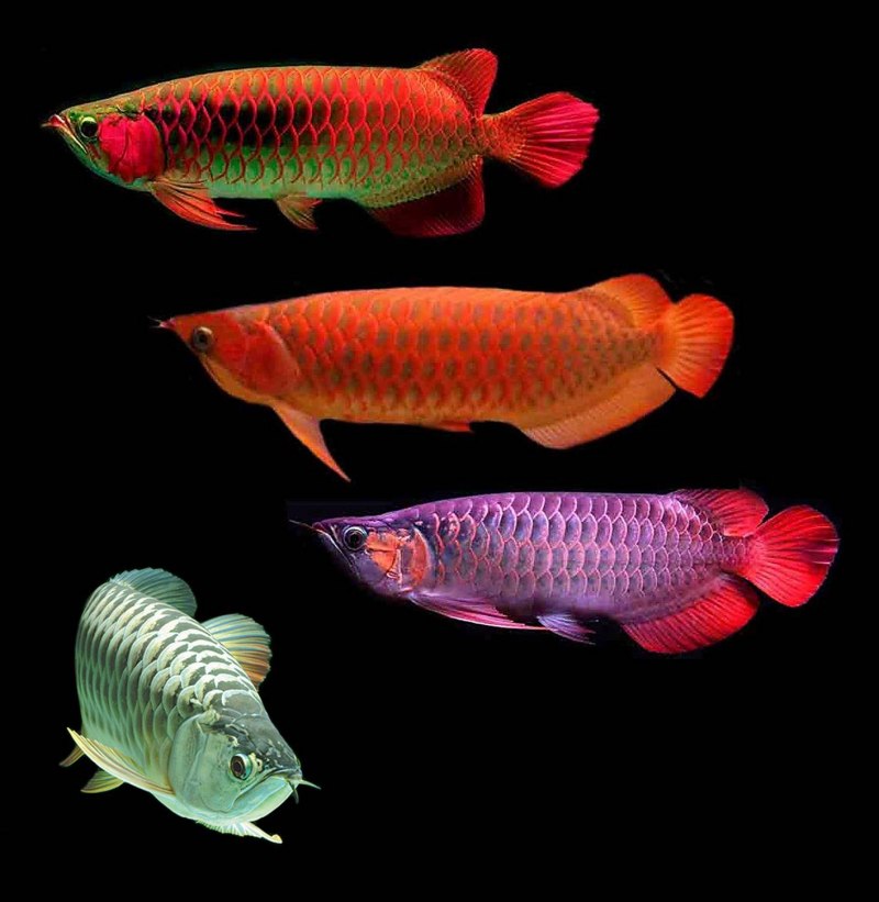 Аквариумная рыбка Арована