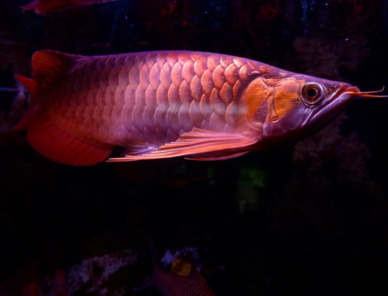 Аквариумная рыбка Арована