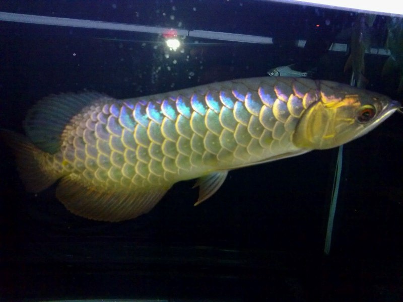 Рована аквариумные рыбки