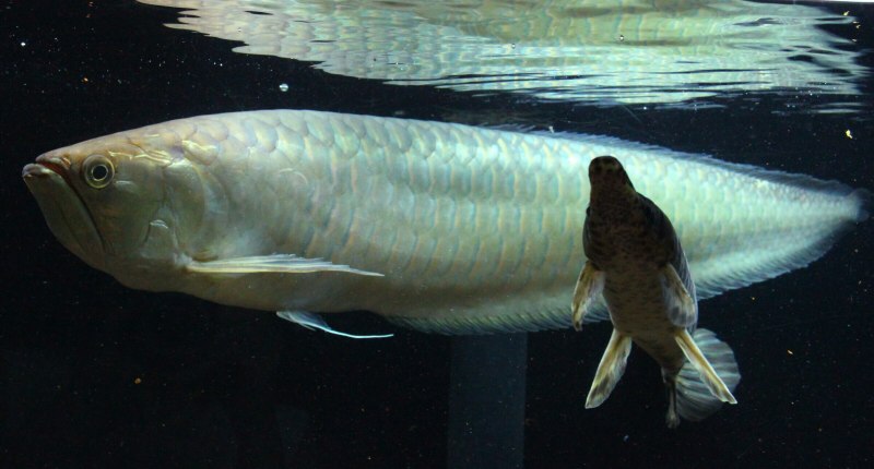 Рыбка платиновая Арована