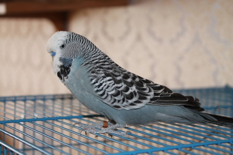 Серый волнистый попугайчик