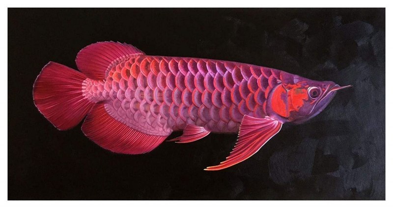 Рыба дракон Арована