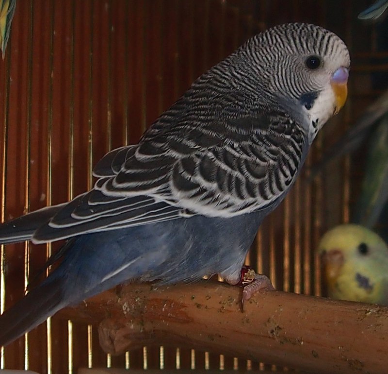 Валнистий папугай чёрный