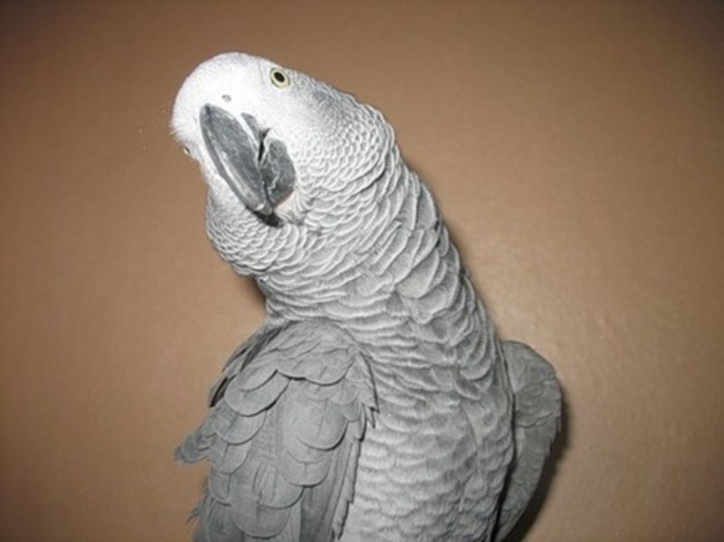 Волнистый жако