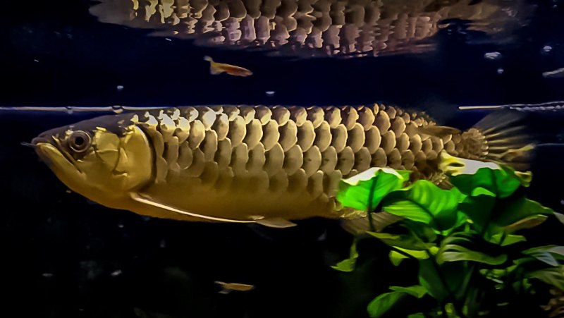 Аквариумные рыбки Аравана