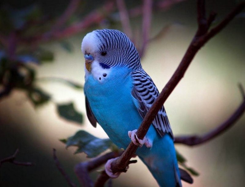 Средний попугай голубой