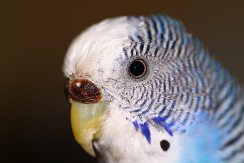 Волнистый попугай