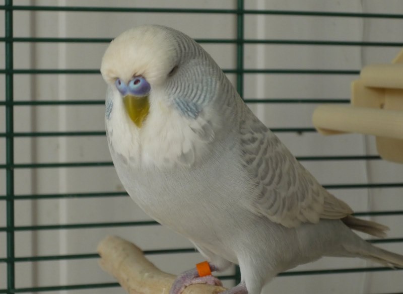 Волнистый попугай Чех серый