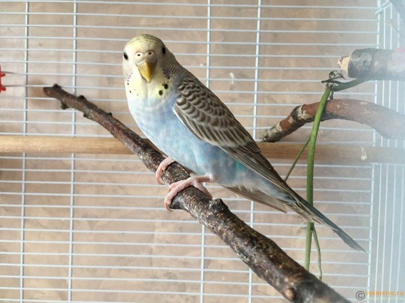 Чучело попугая волнистого попугая