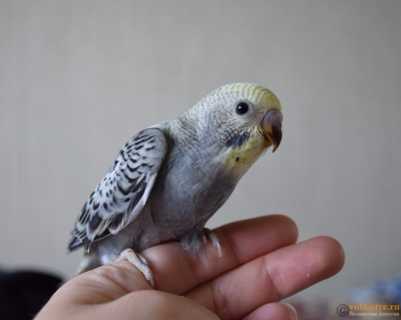 Серый волнистый попугайчик