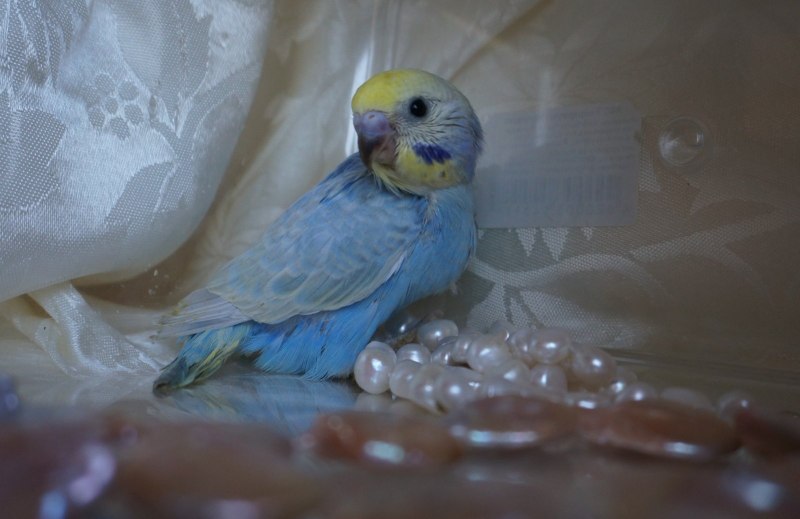 Волнистый попугай желто синий