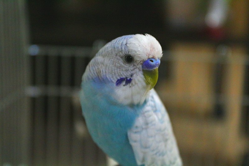 Волнистый попугайчик голубой белый с белой головой
