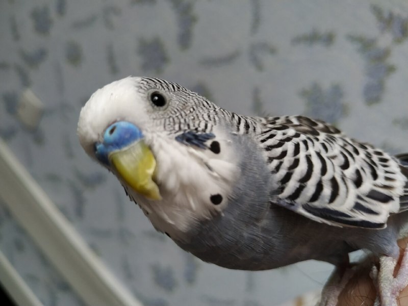 Серый волнистый попугайчик