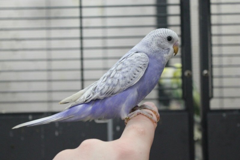 Волнистый попугай спенгл