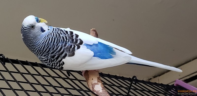 Волнистый попугай расцветка Арлекин