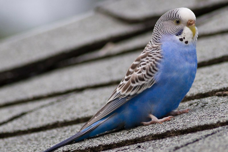 Попугай волнистый голубой мальчик