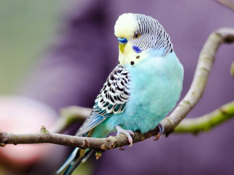 Волнистый попугайчик голубожелтый