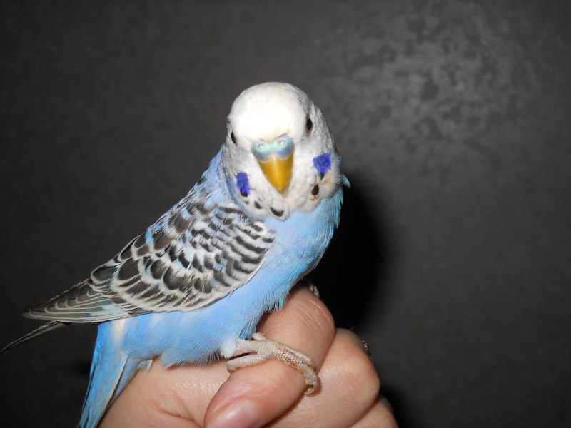 Синий волнистый попугайчик