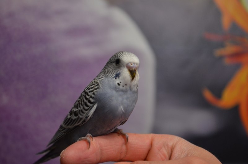 Серый волнистый попугайчик