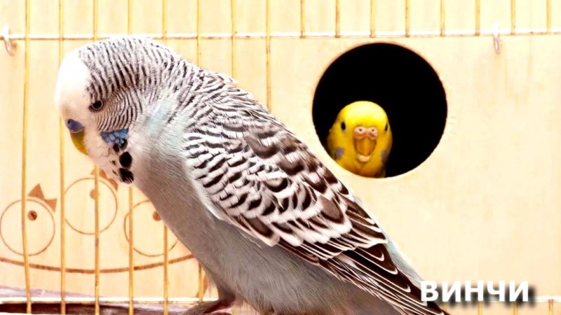 Волнистый попугай коричный