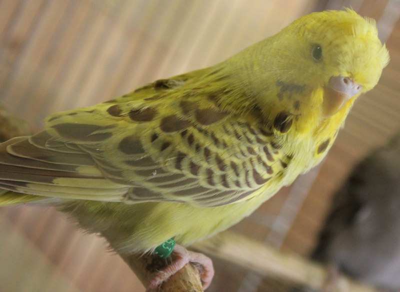 Коричный волнистый попугайчик