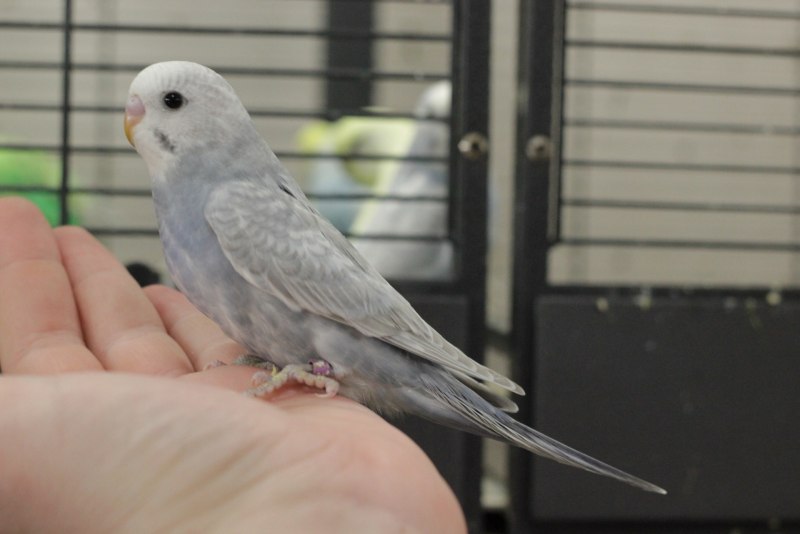 Серый спенгл волнистый попугай