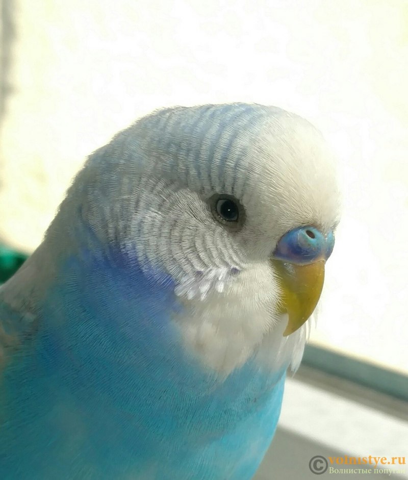 Волнистые попугайчики расцветки