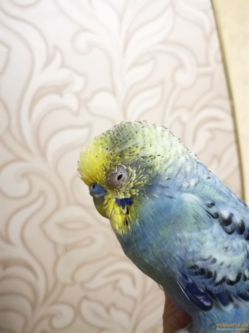 Волнистый попугай Химера