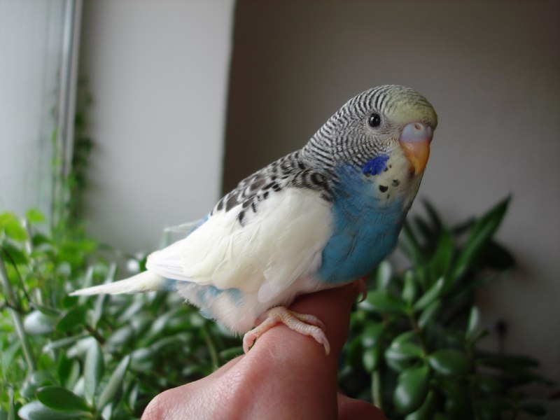 Амадин и волнистый попугай