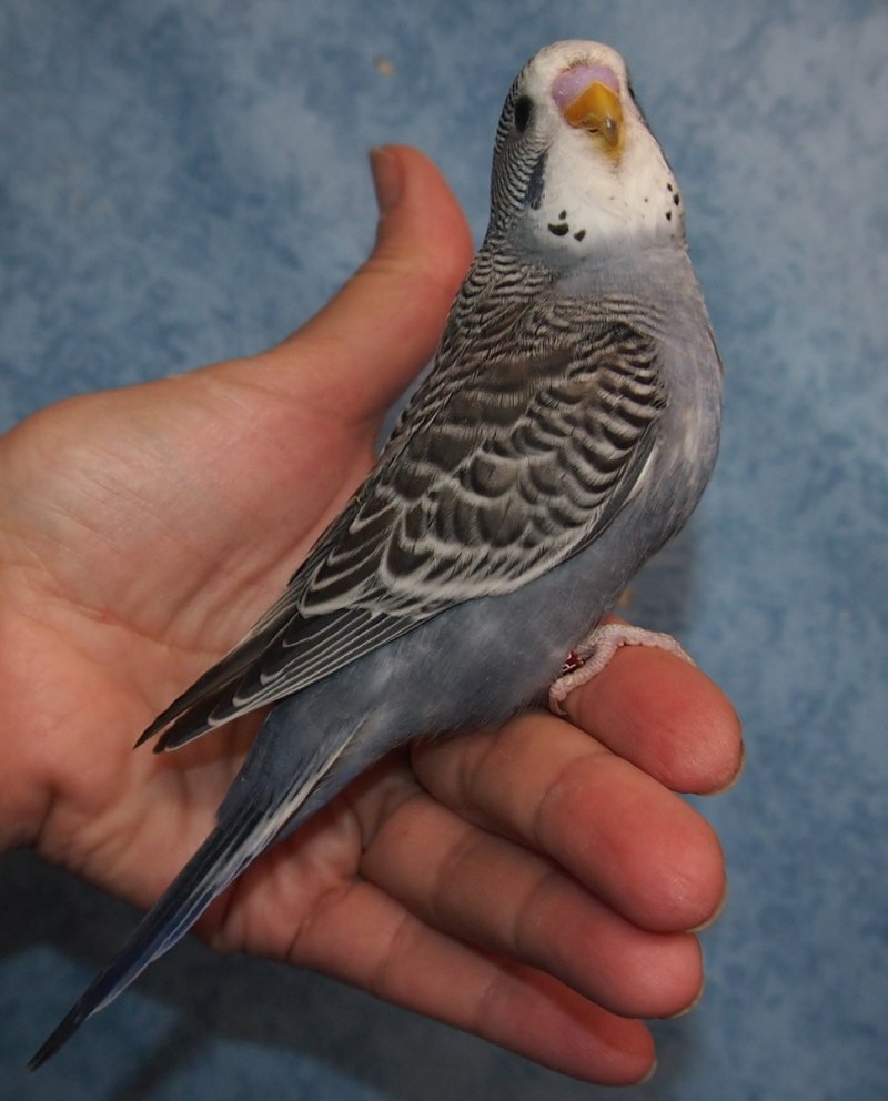 Волнистый опалин