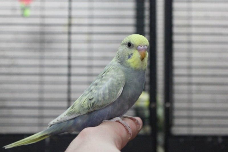 Серый попугай волнистик