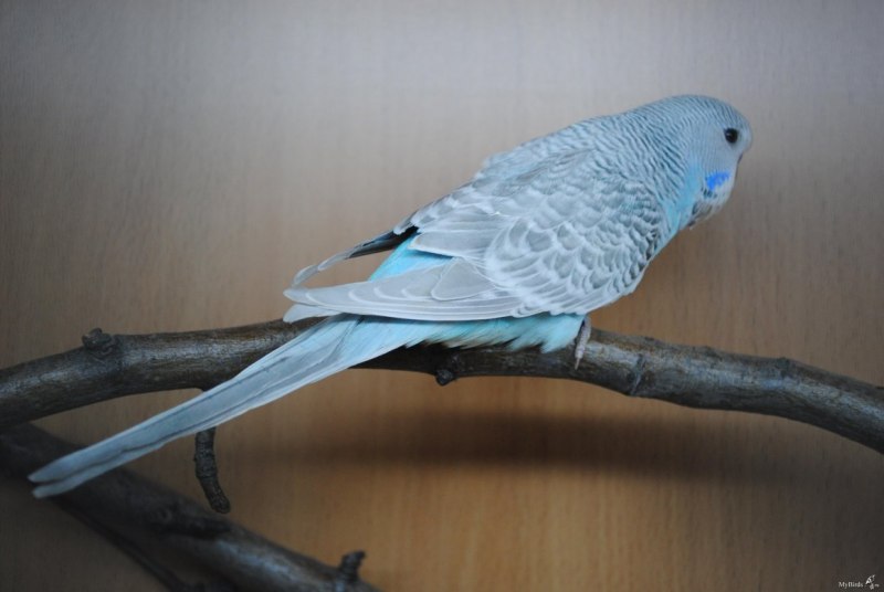 Серокрылый голубой волнистый попугай