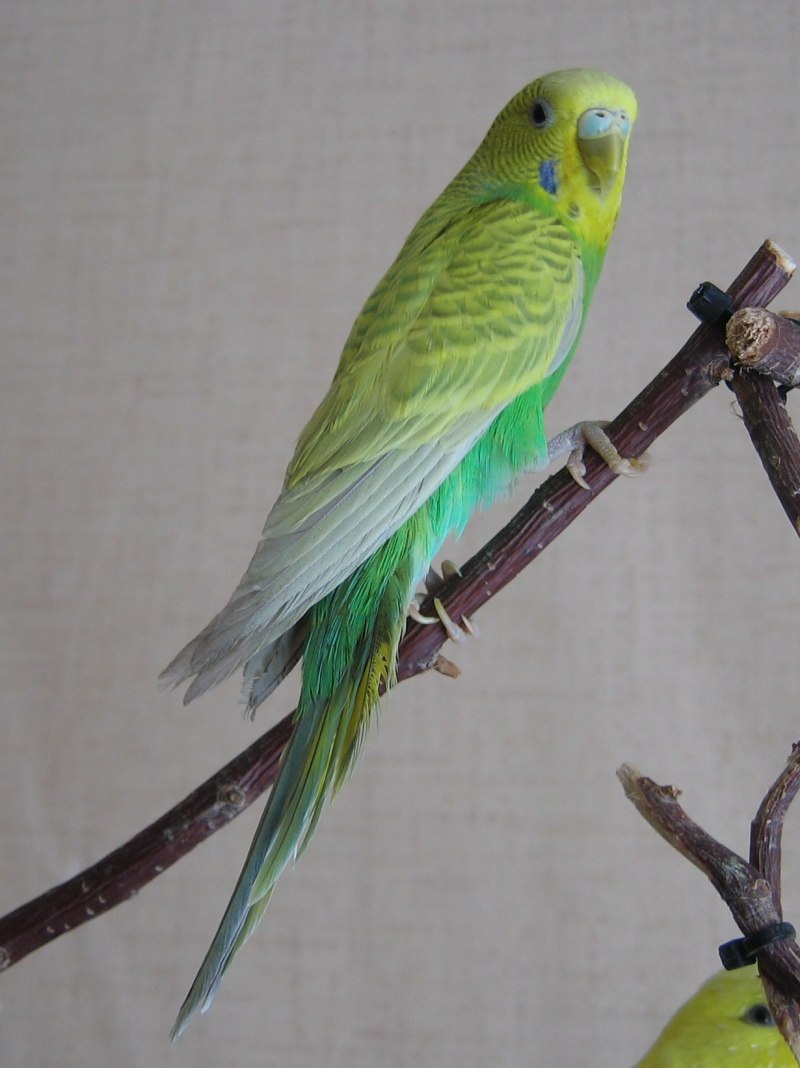 Попугай зеленый опалин