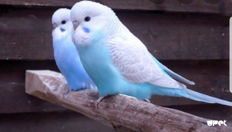 Попугай волнистый голубой