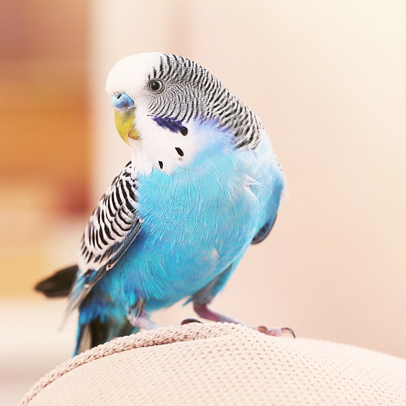 Волнистый попугай розовый