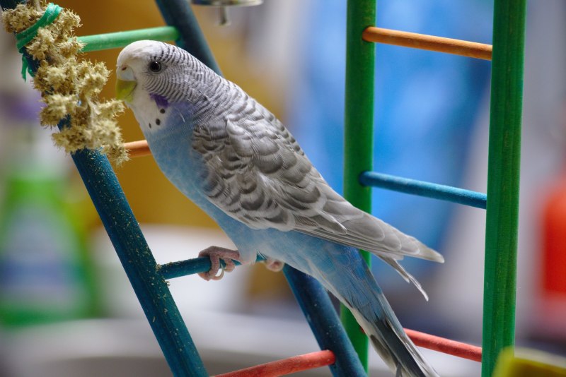 Волнистый попугайчик окрасы