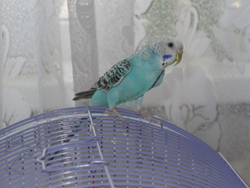Волнистый попугайчик бирюзовый