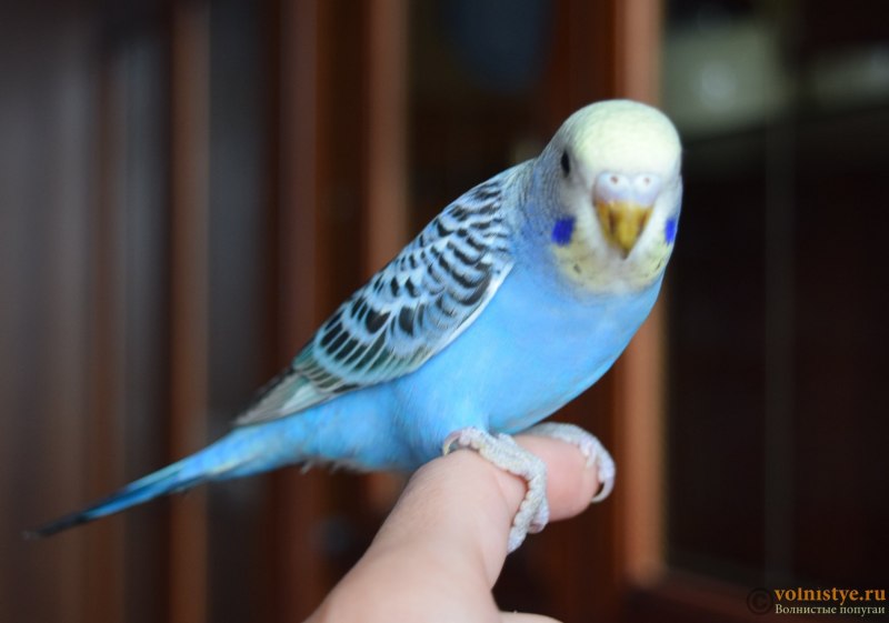 Волнистый попугай Арлекин