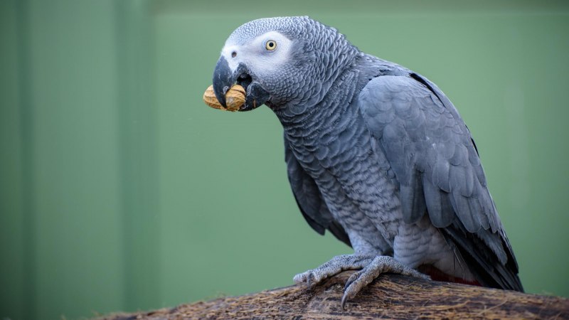 Серый попугай жако