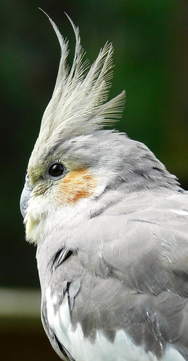 Небольшой серый попугай